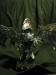 Thumbnail kenner_alienqueen_02.jpg 