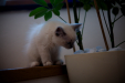 Thumbnail _mg_0956.jpg 