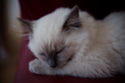 Thumbnail _mg_0990.jpg 