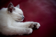 Thumbnail _mg_1018.jpg 