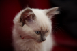 Thumbnail _mg_1039.jpg 