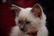 Thumbnail _mg_1045.jpg 