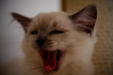 Thumbnail _mg_1114.jpg 