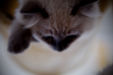 Thumbnail _mg_1251.jpg 