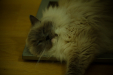 Thumbnail _mg_3952.jpg 
