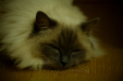 Thumbnail _mg_3955.jpg 