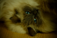 Thumbnail _mg_3995.jpg 