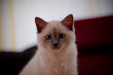 Thumbnail _mg_5977.jpg 