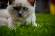 Thumbnail _mg_6075.jpg 