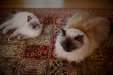 Thumbnail _mg_6114.jpg 