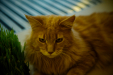 Thumbnail _mg_6760.jpg 