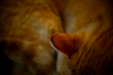 Thumbnail _mg_6780.jpg 