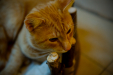 Thumbnail _mg_6784.jpg 