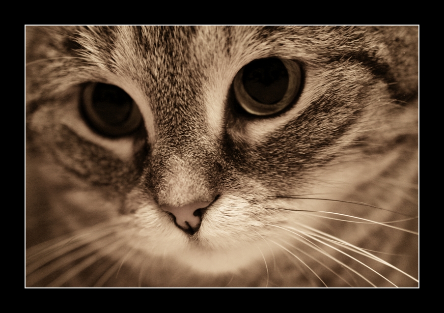 sepia_cat_by_nostromo426.jpg 
