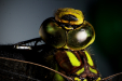 Thumbnail B0000261.jpg 