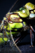 Thumbnail B0000319.jpg 