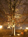 Thumbnail baum_klein.jpg 