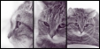 Thumbnail lilo_trilogy.jpg 