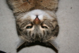 Thumbnail lilo_unhappy.jpg 
