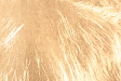 Thumbnail makro_02.jpg 