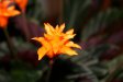 Thumbnail phil_flower.jpg 