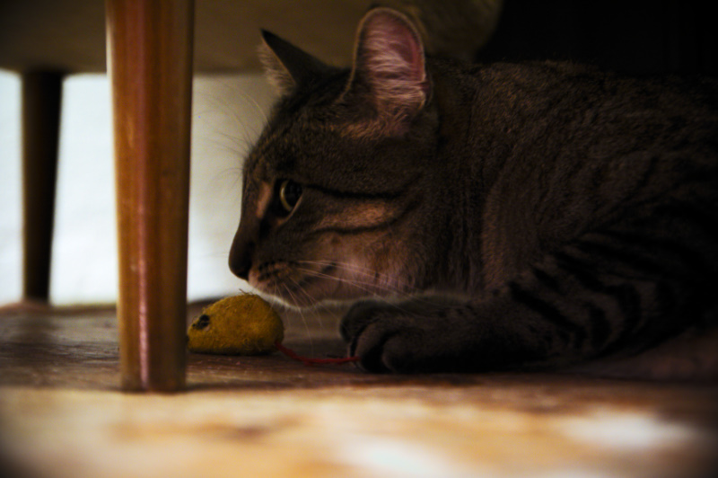 img1_9781.jpg 