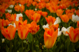 Thumbnail _mg_4906.jpg 
