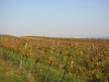 Thumbnail IMG_8887.JPG 