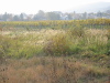 Thumbnail IMG_8890.JPG 