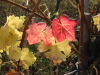 Thumbnail IMG_8900.JPG 