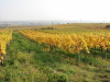 Thumbnail IMG_8904.JPG 