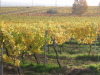 Thumbnail IMG_8905.JPG 