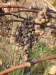 Thumbnail IMG_8907.JPG 
