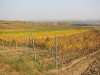 Thumbnail IMG_8909.JPG 