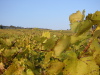 Thumbnail IMG_8914.JPG 