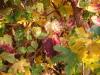 Thumbnail IMG_8916.JPG 