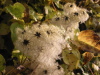 Thumbnail IMG_8920.JPG 
