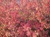 Thumbnail IMG_8922.JPG 