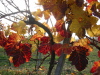 Thumbnail IMG_8924.JPG 