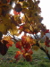 Thumbnail IMG_8925.JPG 