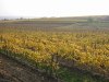 Thumbnail IMG_8935.JPG 