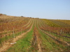 Thumbnail IMG_8936.JPG 