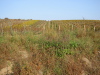 Thumbnail IMG_8938.JPG 