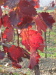 Thumbnail IMG_8942.JPG 