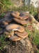 Thumbnail IMG_8945.JPG 