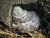 Thumbnail IMG_8946.JPG 
