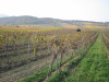 Thumbnail IMG_8950.JPG 