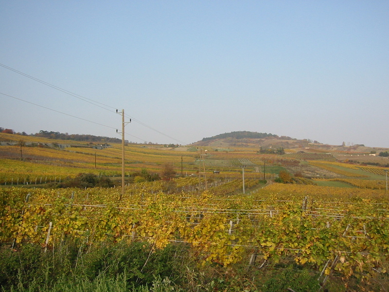 IMG_8895.JPG 