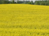 Thumbnail IMG_0912.JPG 