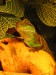 Thumbnail IMG_0967.JPG 